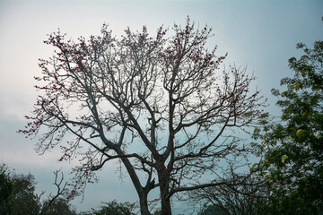silhouette of tree, bright skies, cloudporn