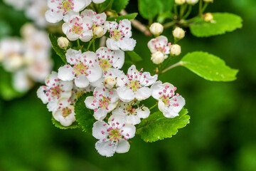 tree flowers