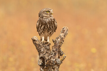 Little owl at its favorite perch in an oak forest with the last lights of the day