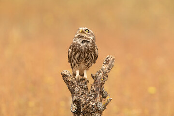 Little owl at its favorite perch in an oak forest with the last lights of the day