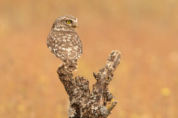 Little owl at its favorite perch in an oak forest with the last lights of the day