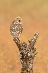Little owl at its favorite perch with the last evening lights of a late spring day