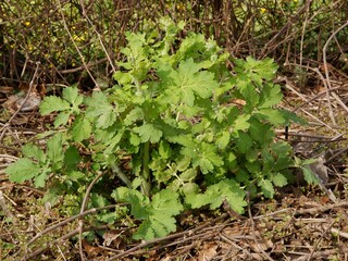 celandine plant with yellow flowers at spring