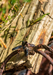 spider on a leaf