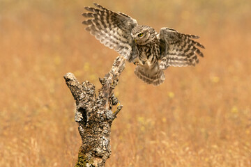 Little owl arriving at the innkeeper in the last evening lights