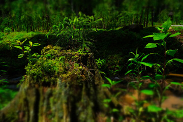 Fototapeta premium 切り株の小さなジャングル