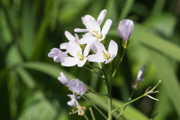 Nahaufnahme der Blüte des Wiesenschaumkraut, Cardamine pratensis. Wiesenschaumkraut gehört zu den Kreuzblütlern und wächst auf nährstoffreichen Feuchtwiesen.