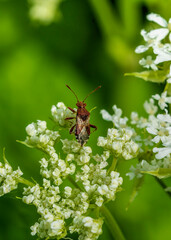 bug on a leaf