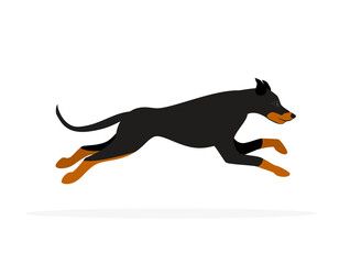 Fototapeta premium doberman pinscher dog running isolated vector graphic
