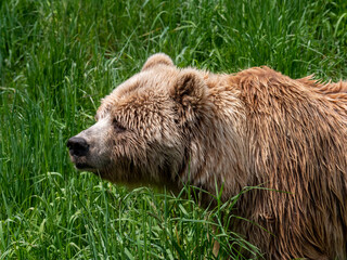 brown bear  in the grass