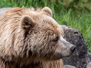 Fototapeta premium brown bear portrait