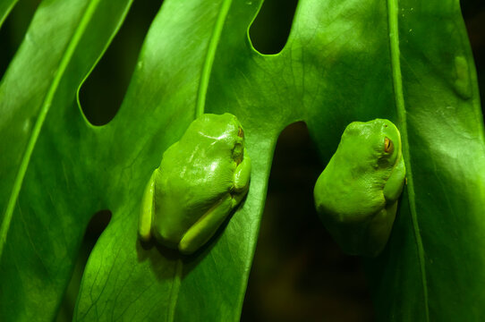 Sydney Australia, red-eyed tree frogs on a leaf, the frog is native to eastern Australia