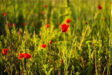 field of red poppies