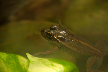 Sydney Australia, submerged yellow-spotted bell frog is a critically endangered endemic to south-eastern Australia