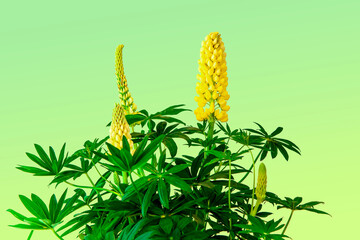 Bunch of flowers isolated on green color gradient background. Bouquet of yellow Lupine flower in bloom. Creative Art abstract of beautiful plant Blossom of Yellow natural wildflower Lupinus luteus. 