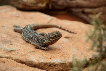 Obraz premium Sydney Australia, central netted dragon is a native animal found in arid areas