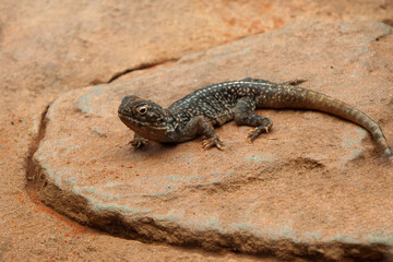 Sydney Australia,  the central netted dragon is a medium-sized terrestrial lizard 