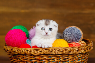 Fototapeta na wymiar Light fold kitten lying in a basket with balls of colored wool on a dark wooden background