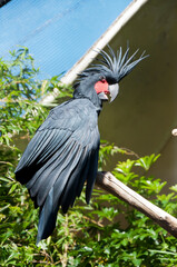 Sydney Australia, palm cockatoo  also known as the goliath cockatoo or great black cockatoo is native to New Guinea, Aru Islands, and Cape York Australia