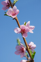 A close-up of peach trees blooming in spring.