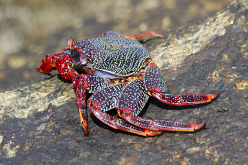 rote_Klippenkrabbe