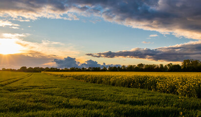 Obraz premium Abendsonne, Wolken, Raps