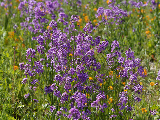 Hesperis matronalis | Prairie couverte de fleurs de julienne ou giroflée des dames sur tiges ramifiées portant des grappes de fleurs mauve et rose lilas