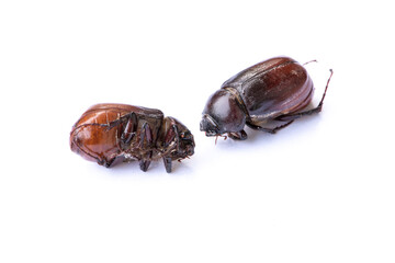 Two brown beetles on a white background.