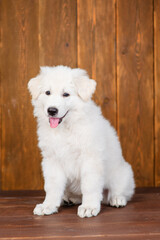 White swiss shepherd puppy sitting on dark wooden background with tongue hanging out
