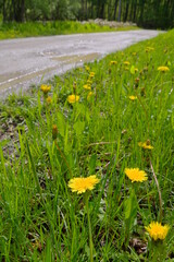 緑の季節の田舎の道端に咲いた黄色いタンポポの花。