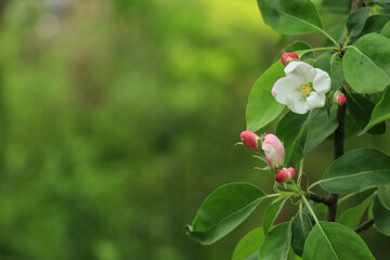Natural green background with place for text and white pink flowers of apple tree