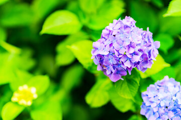 hydrangea flower in rainy season Japan