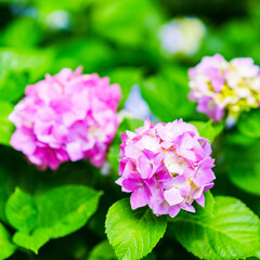 hydrangea flower in rainy season Japan