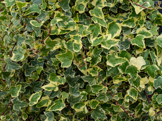 climbing plants on a stone wall