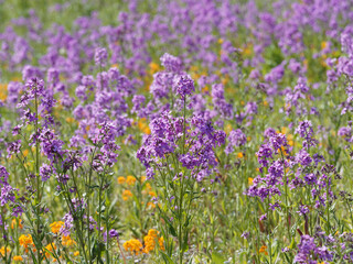 Hesperis matronalis | Prairie couverte de fleurs de julienne ou giroflée des dames sur tiges ramifiées portant des grappes de fleurs mauve et rose lilas