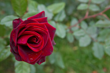 Beautiful red home rose in garden . Red summer rose in the green background . red rose on a background of green foliage in the garden , Nice sunny evening .