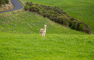 Obraz premium Farm life of New Zealand