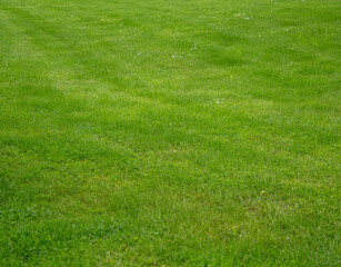 green lawn in the park, green grass texture