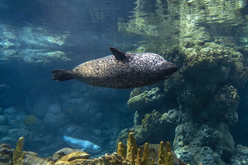 Common seal looking at you