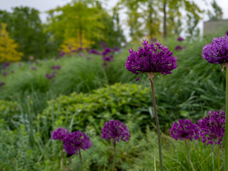 Obraz premium Allium giganteum or giant onion. Onions bloom in early summer.