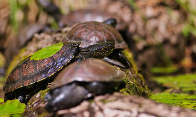 Aufnahme von europäischen Sumpfschildkröten welche sich auf einem im Wasser liegenden Baum sonnen lassen