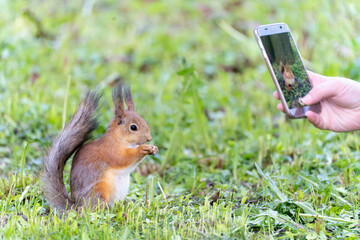 people  taking photo of red squirrel eats in park