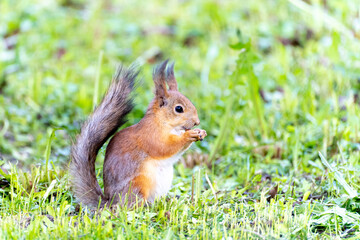 Naklejka na ściany i meble Portrait of a squirrel sitting on a grass while eating a nut