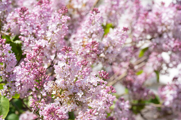 Obraz premium Spring lilac branch of blossoming
