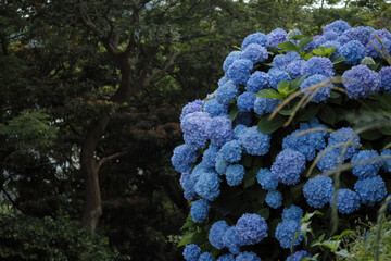 エンドレスサマー、青色のアジサイ
