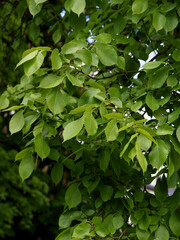 Fototapeta na wymiar green leaves of elm tree-ulmus carpinifolia