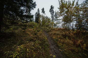 Mountain landscape. Misty forest. Natural outdoor travel background. Slovakia, Low Tatras, Demenovska hora and dolina vyvierania. Liptov travel. © Zedspider
