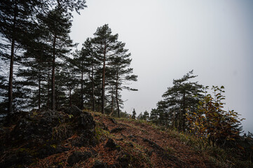 Mountain landscape. Misty forest. Natural outdoor travel background. Slovakia, Low Tatras, Demenovska hora and dolina vyvierania. Liptov travel. © Zedspider
