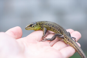 Green lizard close-up on a human hand in summer