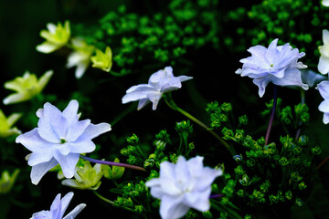 あじさい（墨田の花火）